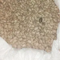 لوبیا چیتی بوجاری کرده تمیز کیلو۲۷۰