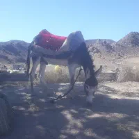خر نر جوان