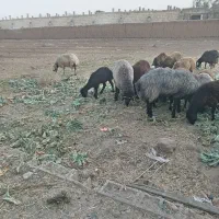 شیشک قوچ کرنه شاخ