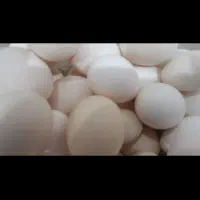 ۱۶ عدد|حراج|آبدانان, |دیوار