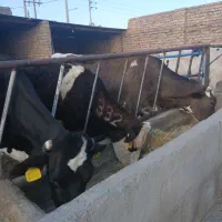 سه عدد گاو