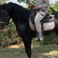 اسب یرقه پنج نشان