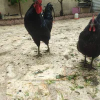 فروش محدود جوجه استرالوپ اصل