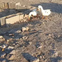 اردک