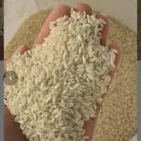 ۷کیلو برنج چمپای سرله