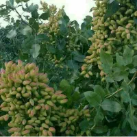 انواع پیوند درخت پسته