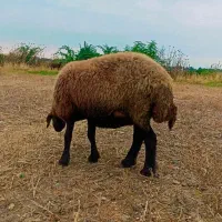 گوسفند داشتی چاق