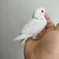 طوطی برزیلی البینو دستی سرلاکی