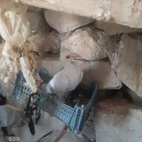 کبوتر