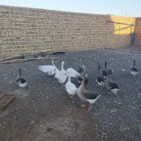 غاز بالغ درشت تخم گذار