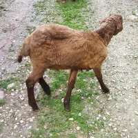 فروش گوسفند نر سبک وزن