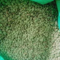 حبوبات تمیز و درجه ۱
