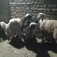 بره چینی و رو مانوف