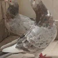 کفتر کبوتر هفت رنگ آلمانی