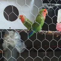 طوطی برزیلی گم شده