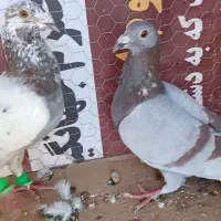 کفتر جفتگاه