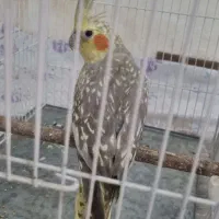 عروس هلندی طاووسی  وقفس نو
