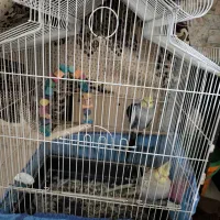 پرنده عروس هلندی