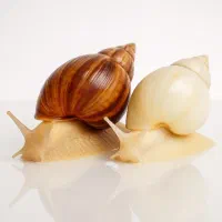 کار حلزون پرورشی