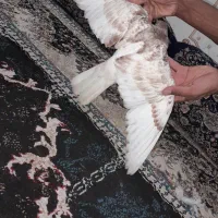 کوهی دم سفید با سینه ای