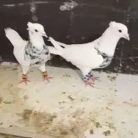 کفتر توقی الماسی