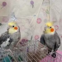 عروس هلندی نر و ماده