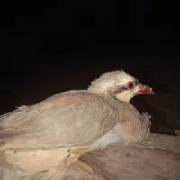 بلدرچین یا همون کبک دارم 4جفت