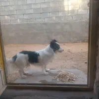 سگ پاپی