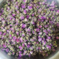 غنچه گل محمدی تازه