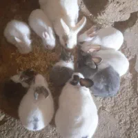 خرگوش دونه ای 300هزار