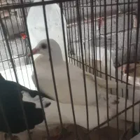 کفتر|پرنده|کلاله, |دیوار