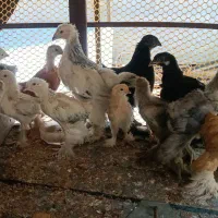 انواع جوجه نژاد دار و معمولی