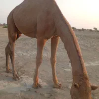 شتر نر