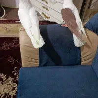 کفتر|پرنده|مشهد, شهید قربانی|دیوار