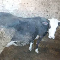 گاو و گوساله