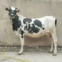 گاو خارجی آبستن چاق چاق درجه یک بشرط