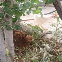 دوتاجوجه بزرگ