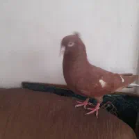 سرخ کرمونی کاکلی