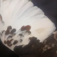 کبوتر یال