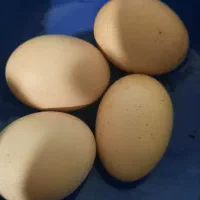 تخم مرغ محلی نطفه دار
