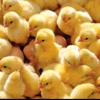 جوجه یک روزه مرغ گوشتی راس درجه یک