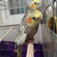 عروس هلندی