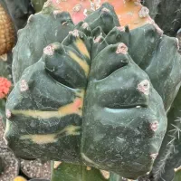 کاکتوس آستروفیتوم کیکو ابلق