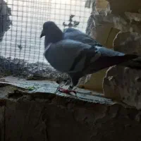 پرنده کبوتر