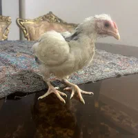 جوجه مرغ و خروس نژاد دار و اصیل
