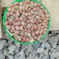 لوبیا|خوردنی و آشامیدنی|لردگان, |دیوار