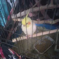 عروس هلندی جوجه