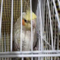 دوتا عروس هلندی نر و ماده