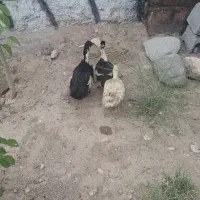 اردک 2ماهه