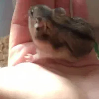 فروش و معاوضه